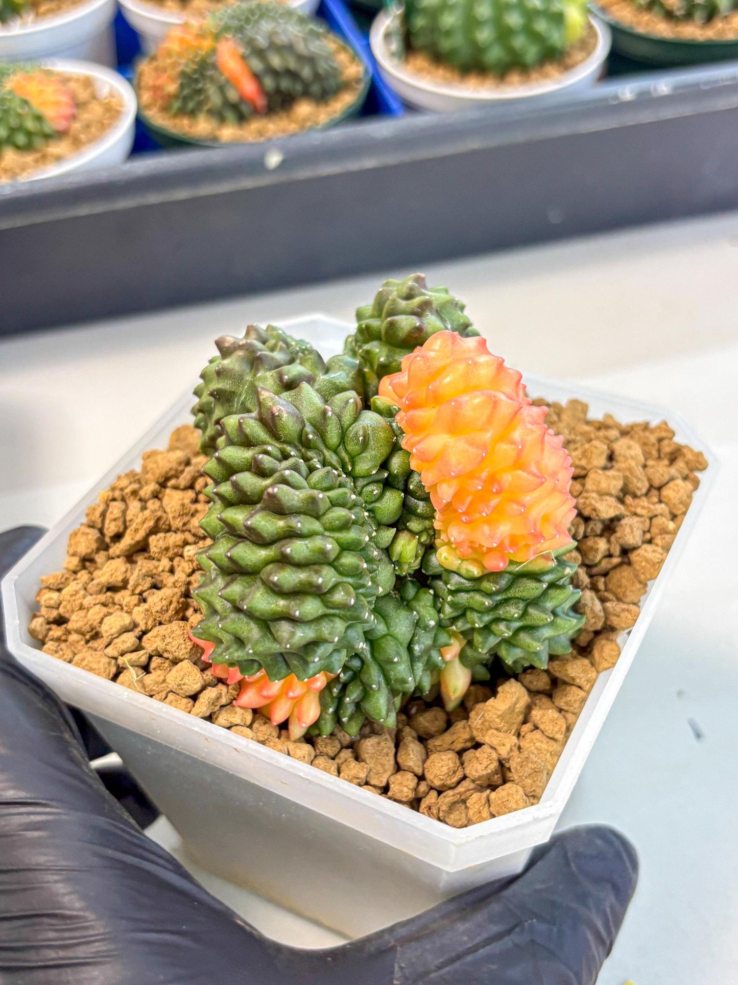Gymnocalycium Inermis Cristata (gy9) (y) | XL Variegated Cactus