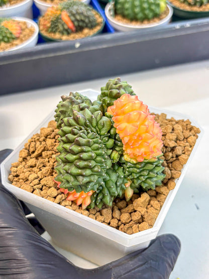 Gymnocalycium Inermis Cristata (gy9) (y) | XL Variegated Cactus