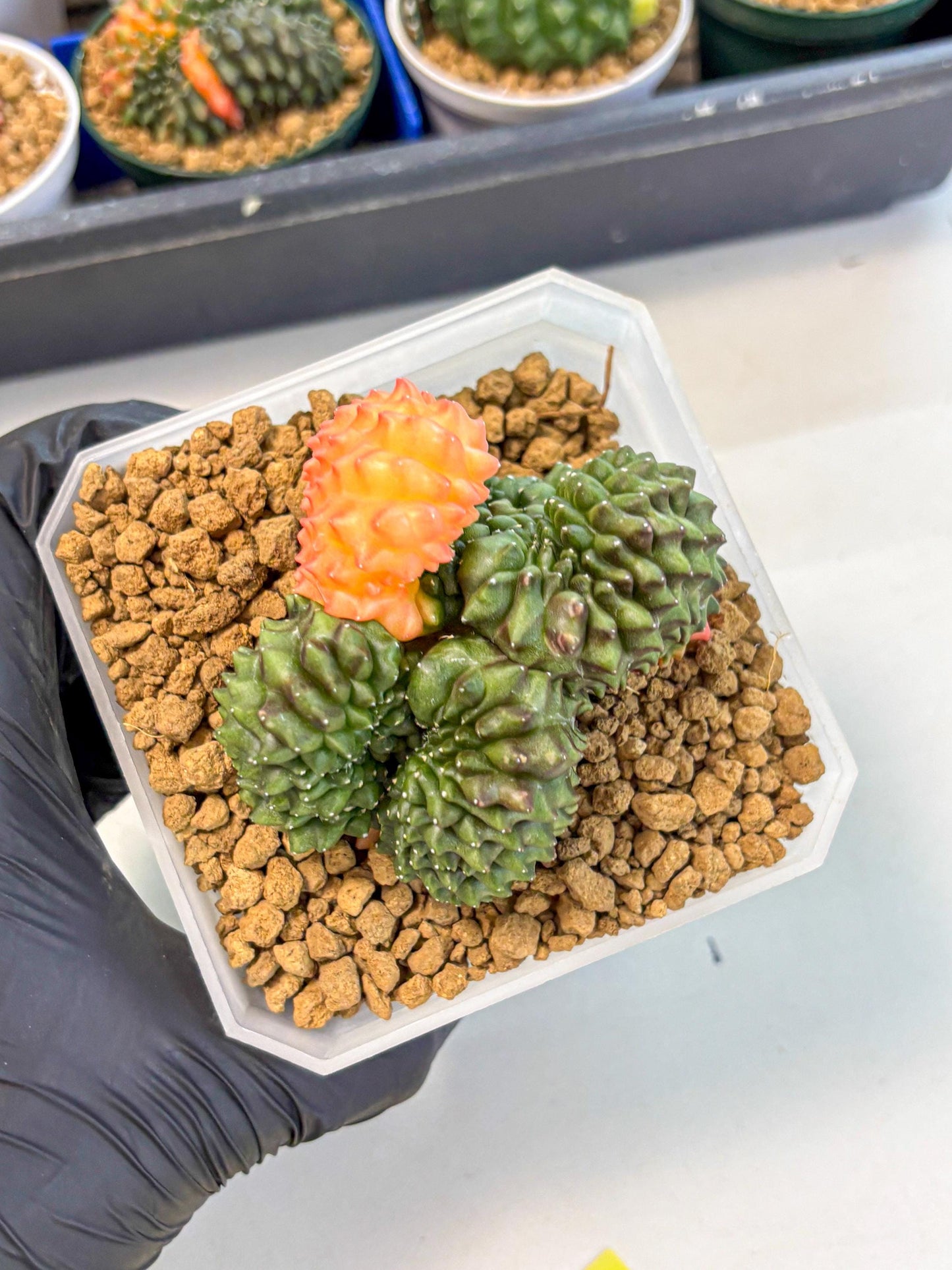 Gymnocalycium Inermis Cristata (gy9) (y) | XL Variegated Cactus