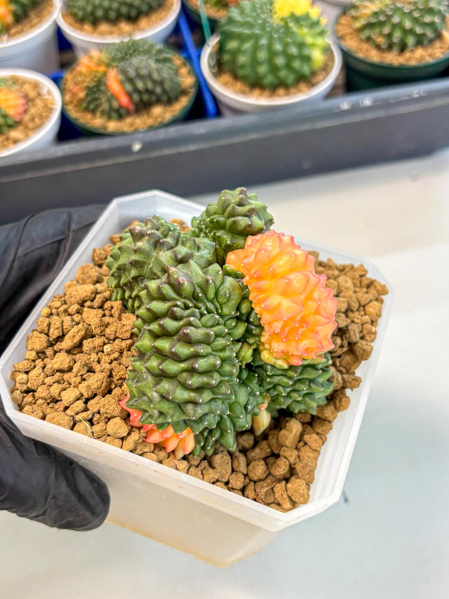 Gymnocalycium Inermis Cristata (gy9) (y) | XL Variegated Cactus