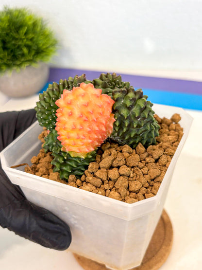 Gymnocalycium Inermis Cristata (gy9) (y) | XL Variegated Cactus