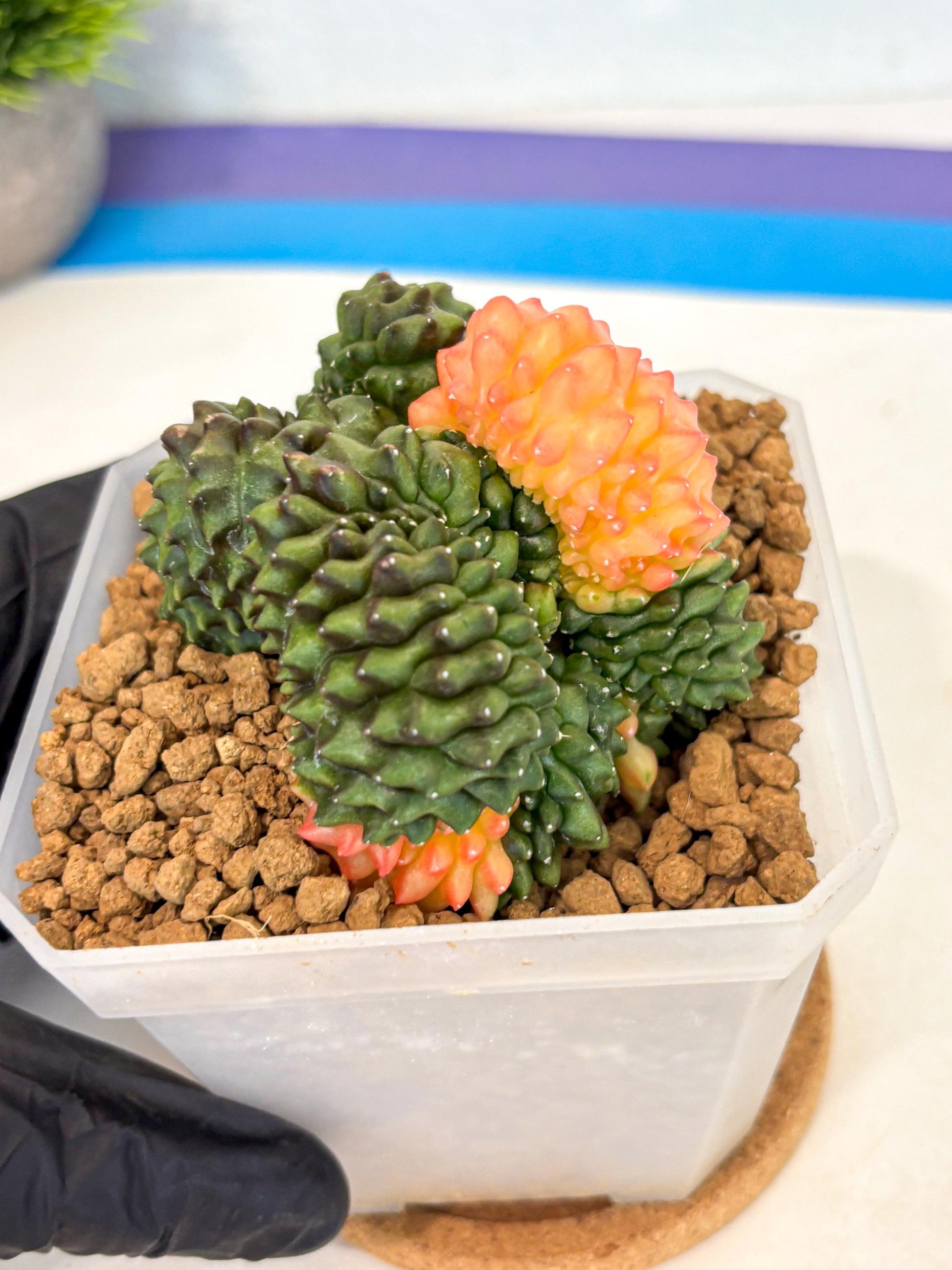 Gymnocalycium Inermis Cristata (gy9) (y) | XL Variegated Cactus
