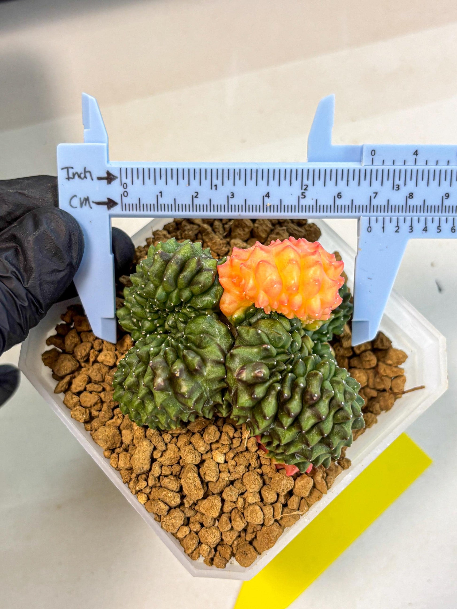 Gymnocalycium Inermis Cristata (gy9) (y) | XL Variegated Cactus