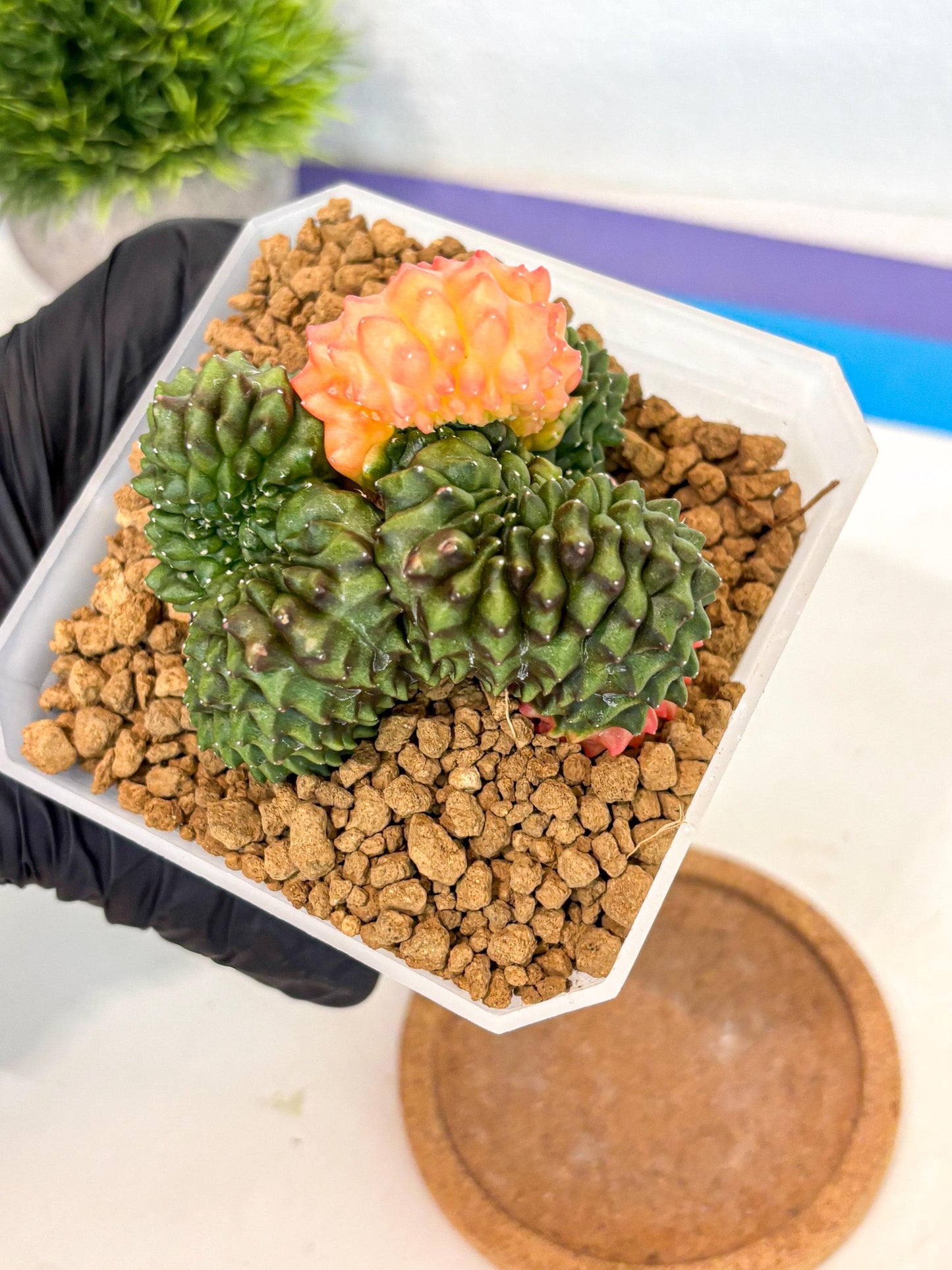 Gymnocalycium Inermis Cristata (gy9) (y) | XL Variegated Cactus