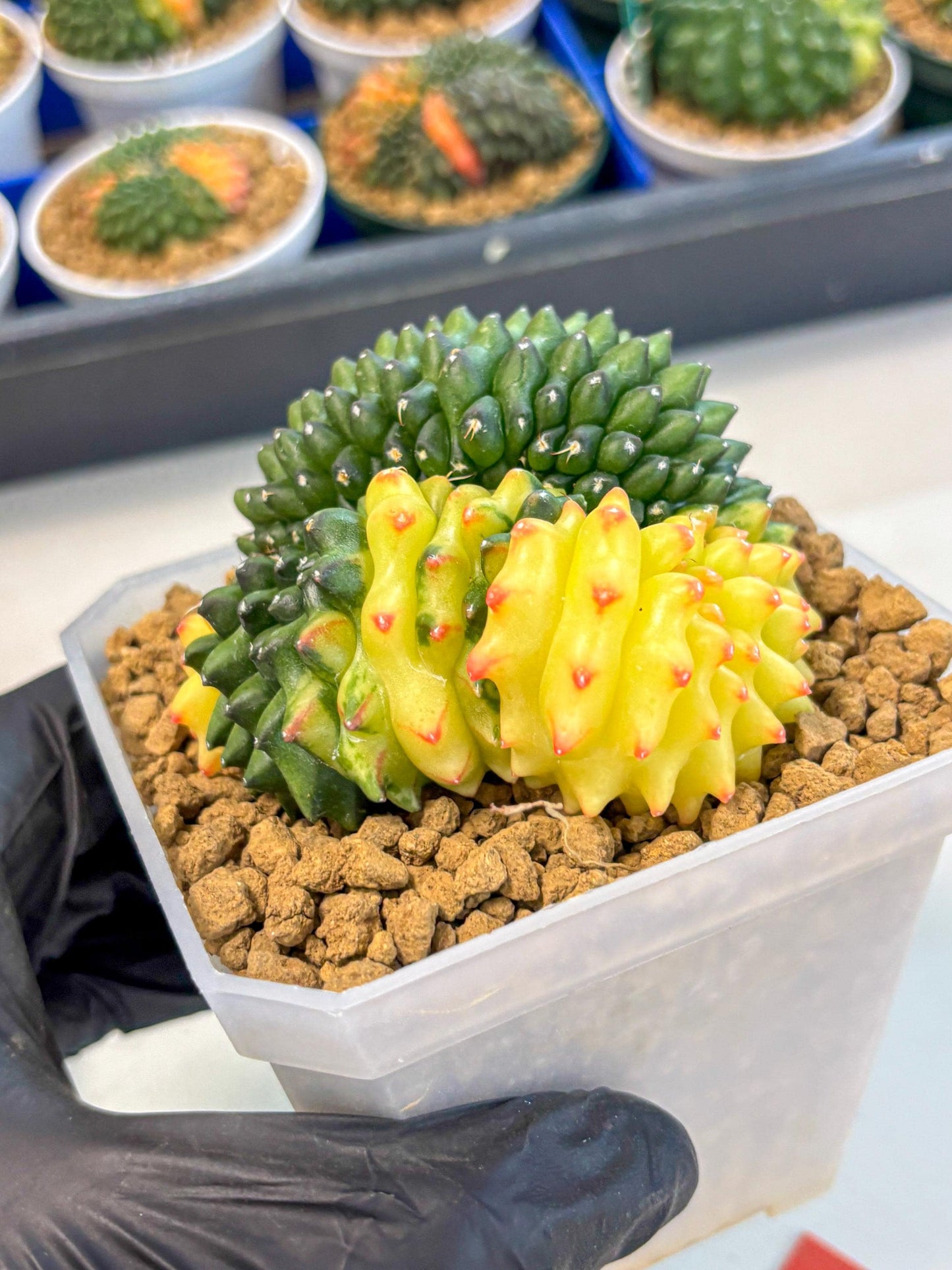 Gymnocalycium Inermis Cristata (gy9) (r) | XL Variegated Cactus