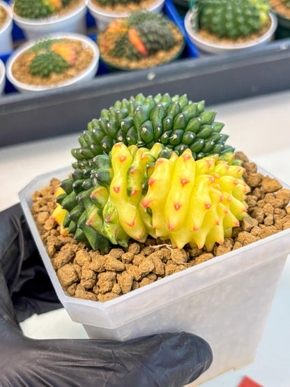 Gymnocalycium Inermis Cristata (gy9) (r) | XL Variegated Cactus