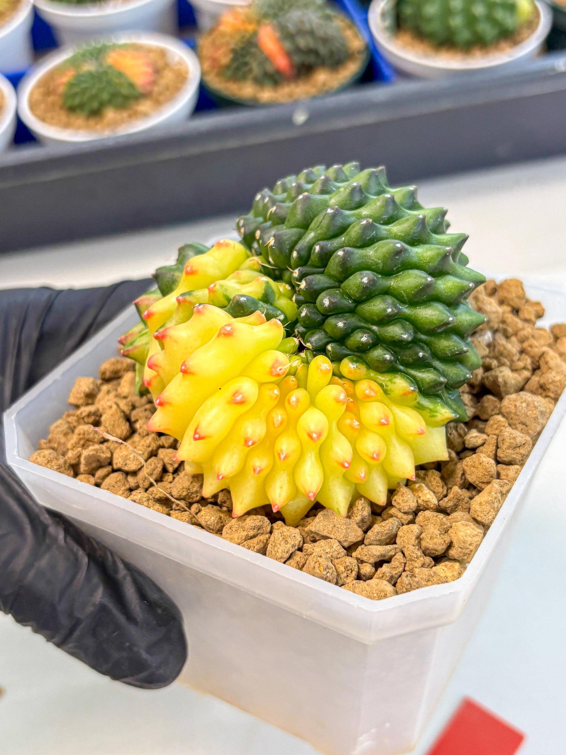 Gymnocalycium Inermis Cristata (gy9) (r) | XL Variegated Cactus