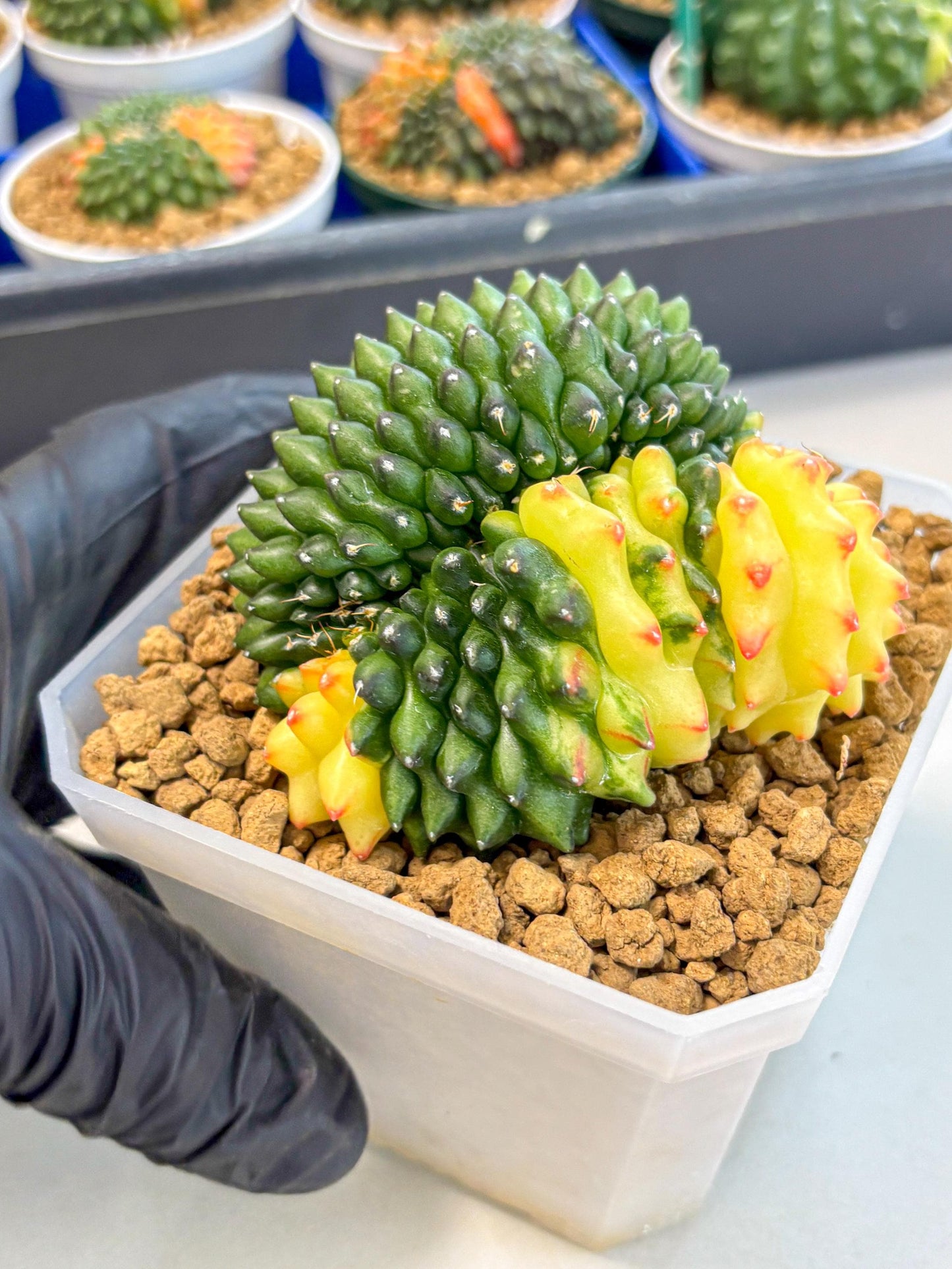 Gymnocalycium Inermis Cristata (gy9) (r) | XL Variegated Cactus