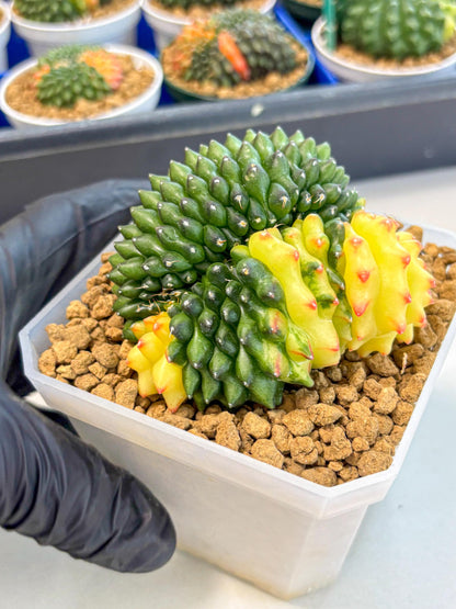 Gymnocalycium Inermis Cristata (gy9) (r) | XL Variegated Cactus