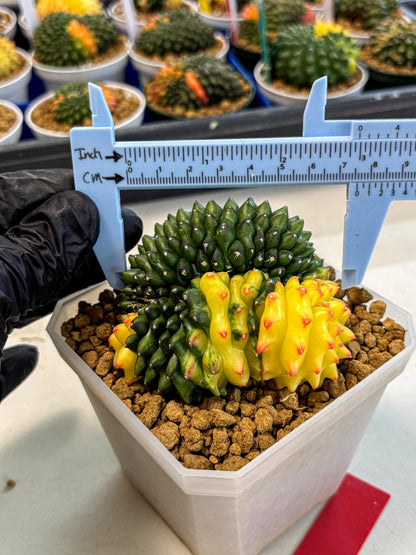 Gymnocalycium Inermis Cristata (gy9) (r) | XL Variegated Cactus