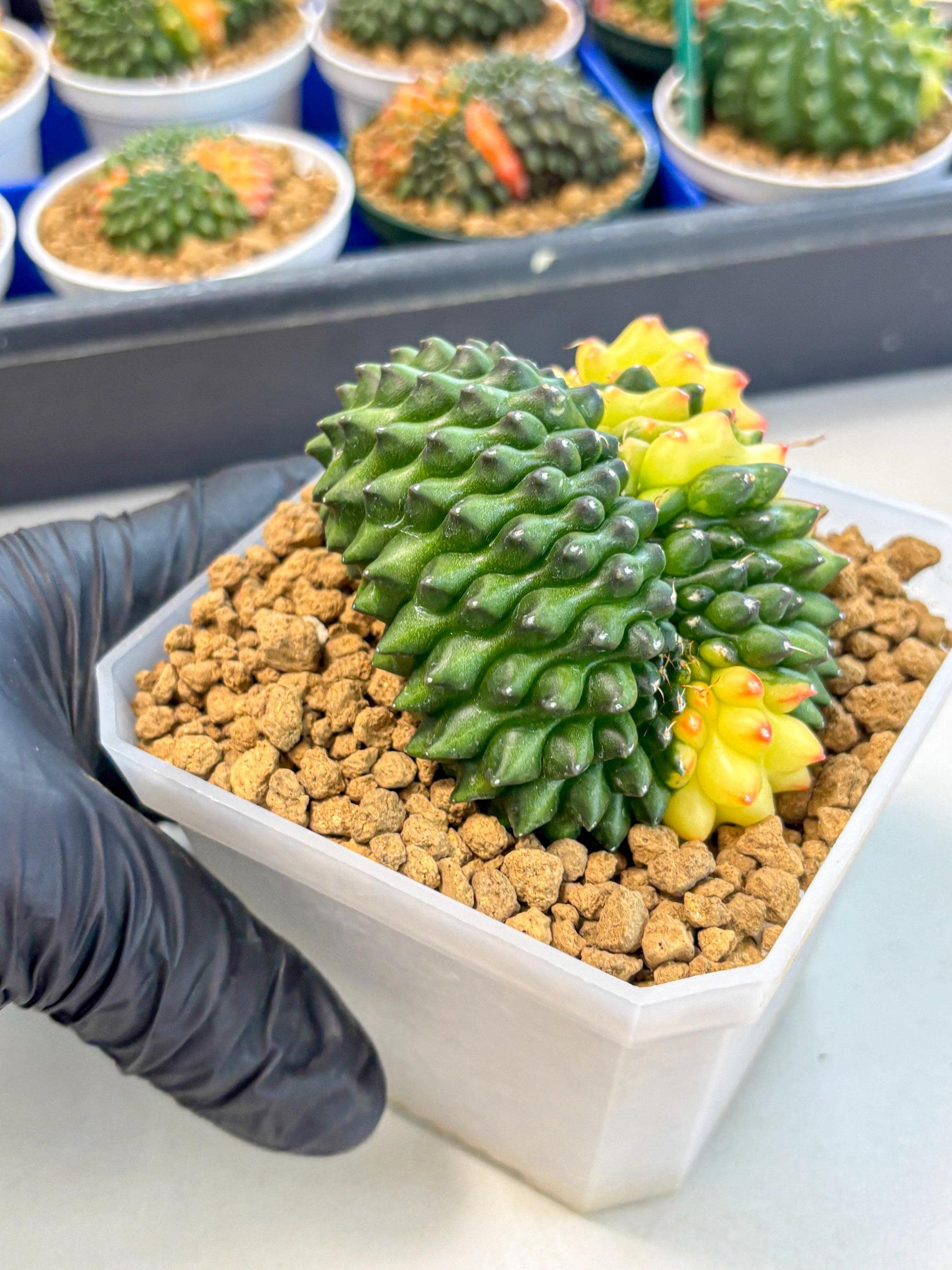Gymnocalycium Inermis Cristata (gy9) (r) | XL Variegated Cactus