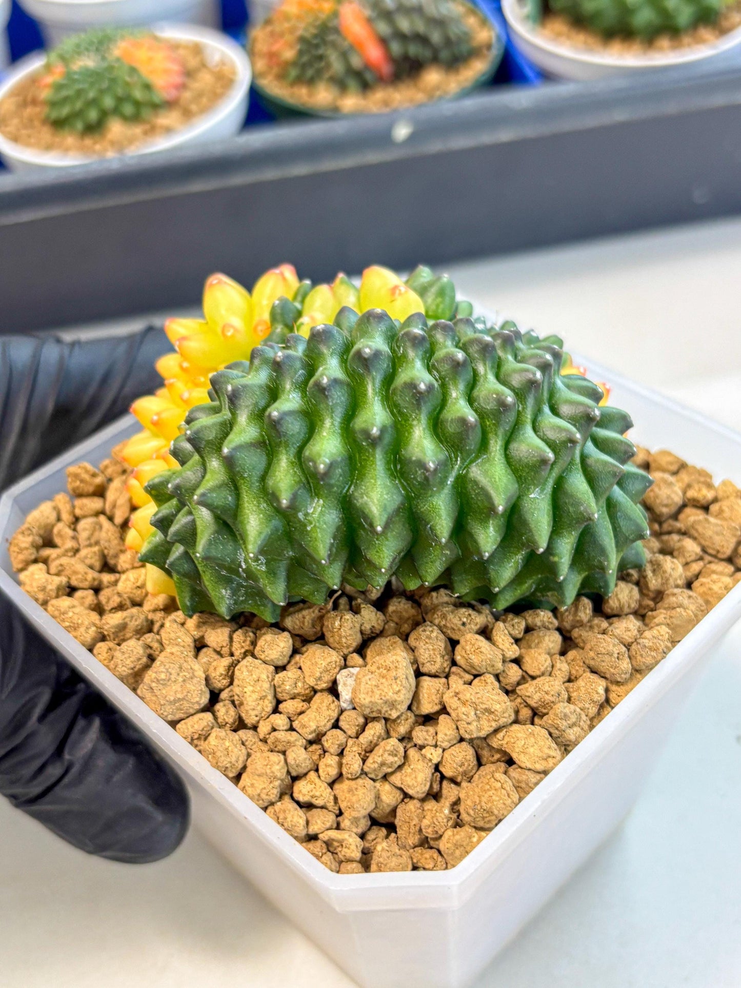 Gymnocalycium Inermis Cristata (gy9) (r) | XL Variegated Cactus