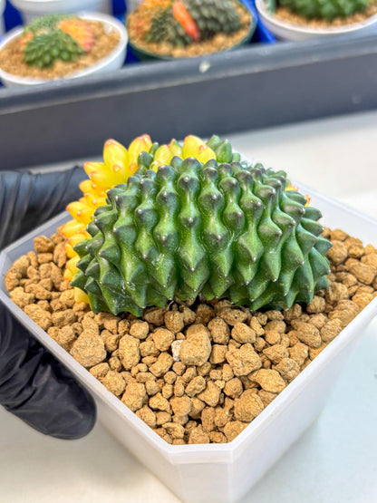 Gymnocalycium Inermis Cristata (gy9) (r) | XL Variegated Cactus