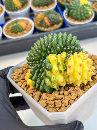 Gymnocalycium Inermis Cristata (gy9) (r) | XL Variegated Cactus