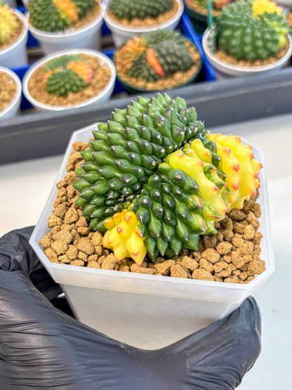 Gymnocalycium Inermis Cristata (gy9) (r) | XL Variegated Cactus
