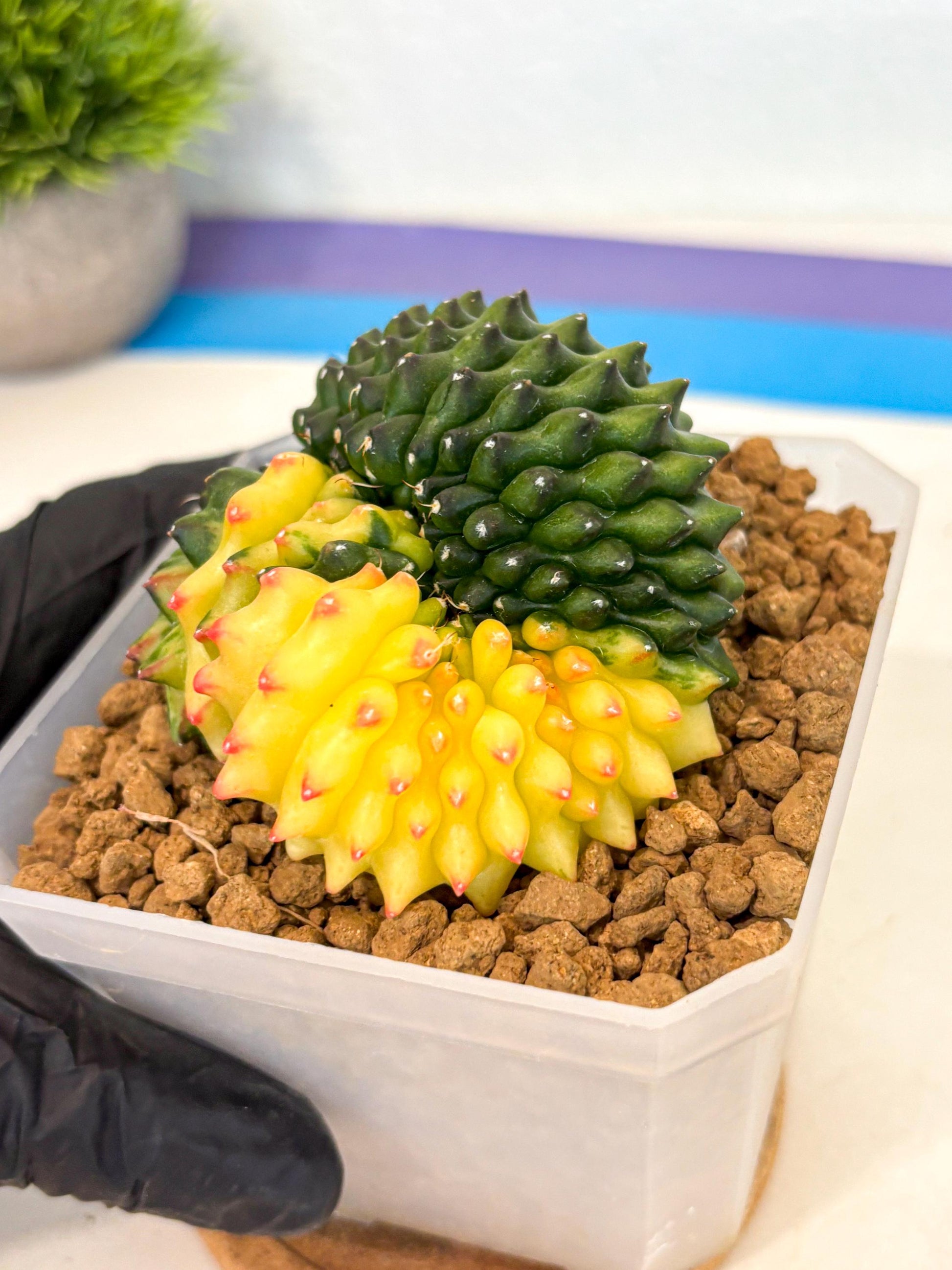 Gymnocalycium Inermis Cristata (gy9) (r) | XL Variegated Cactus