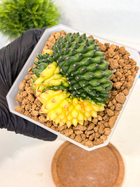 Gymnocalycium Inermis Cristata (gy9) (r) | XL Variegated Cactus