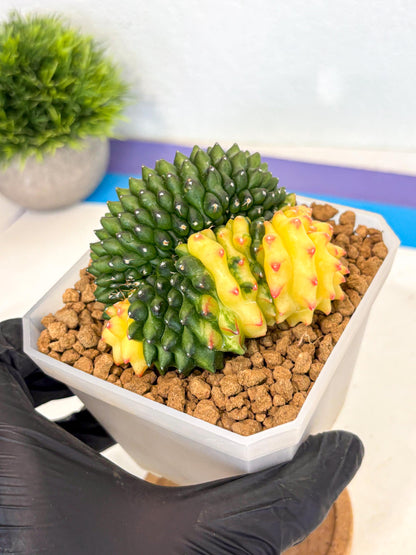 Gymnocalycium Inermis Cristata (gy9) (r) | XL Variegated Cactus