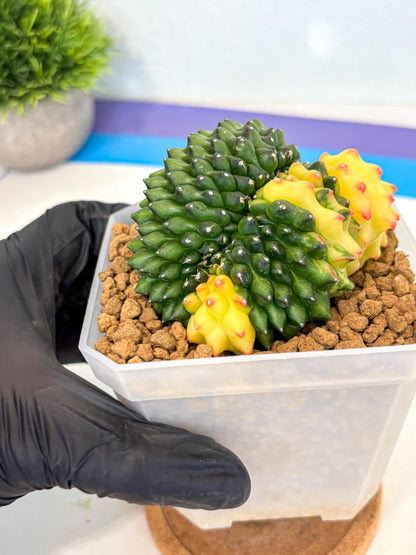 Gymnocalycium Inermis Cristata (gy9) (r) | XL Variegated Cactus
