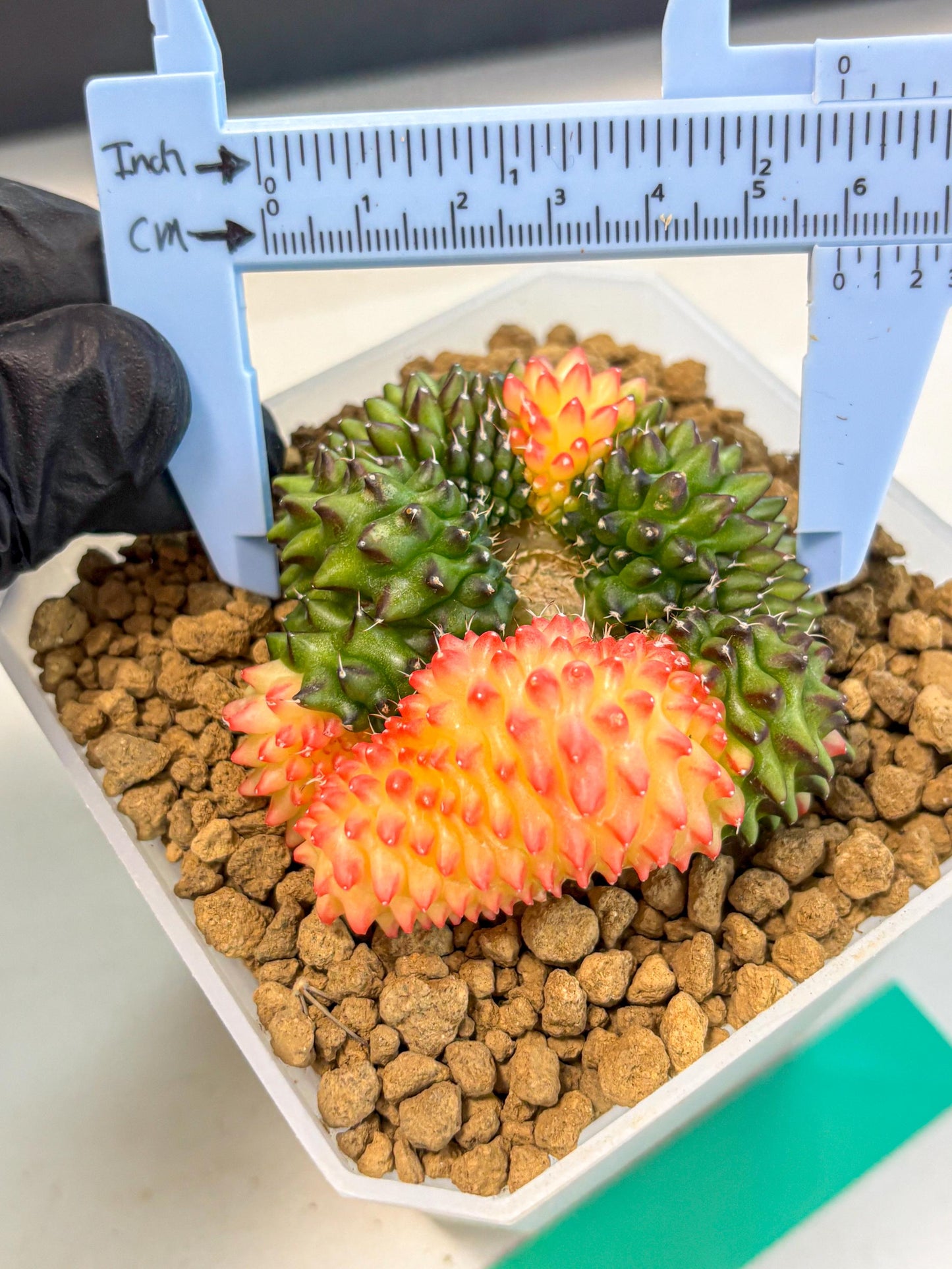 Gymnocalycium Inermis Cristata (gy9) (g) | XL Variegated Cactus