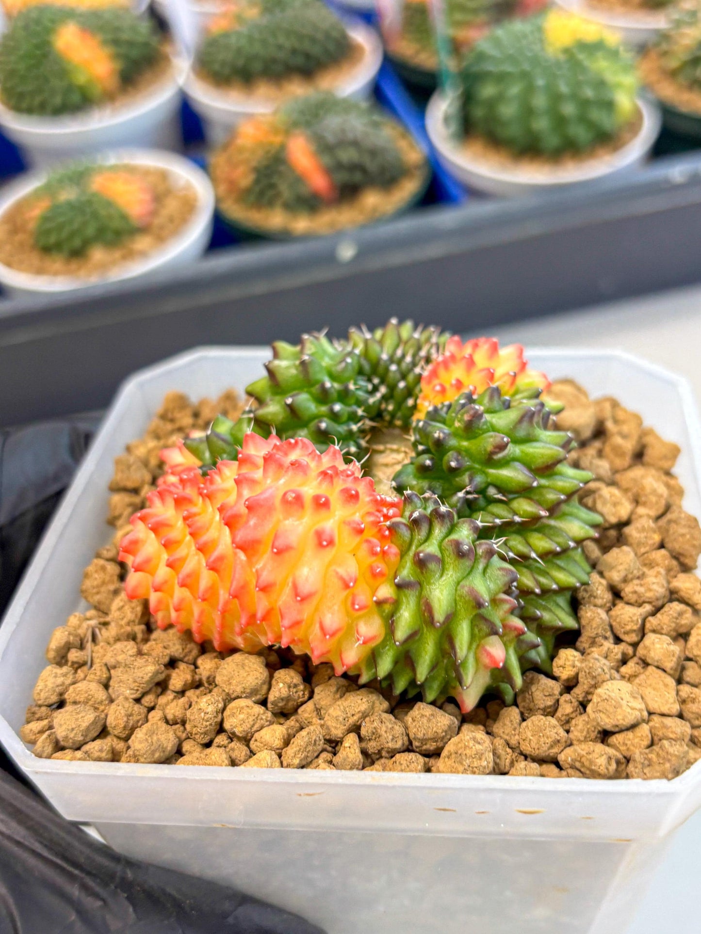 Gymnocalycium Inermis Cristata (gy9) (g) | XL Variegated Cactus