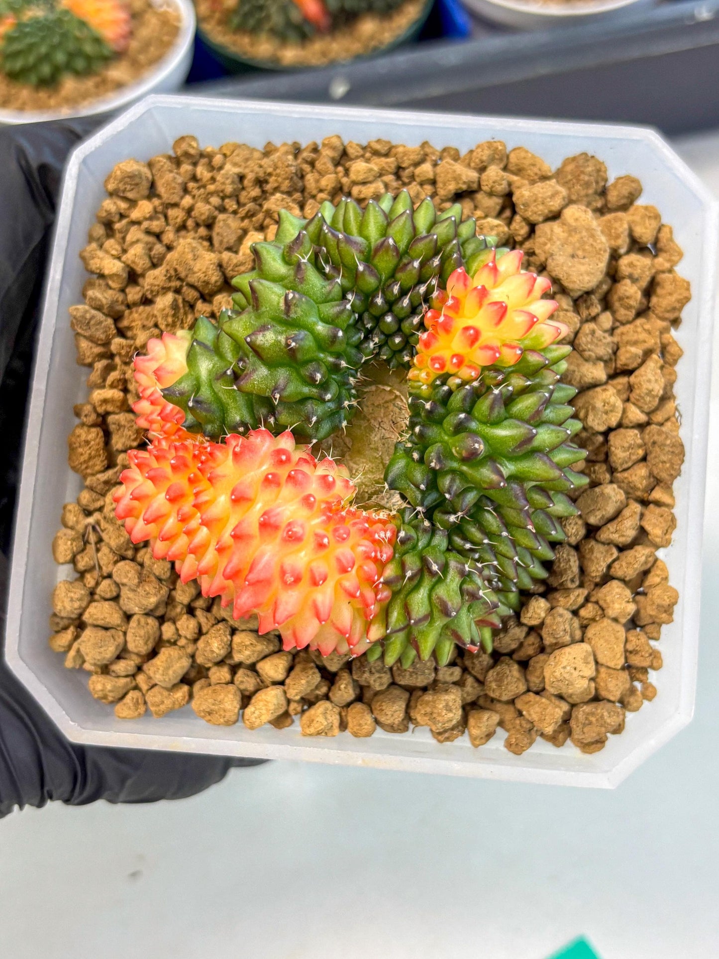 Gymnocalycium Inermis Cristata (gy9) (g) | XL Variegated Cactus