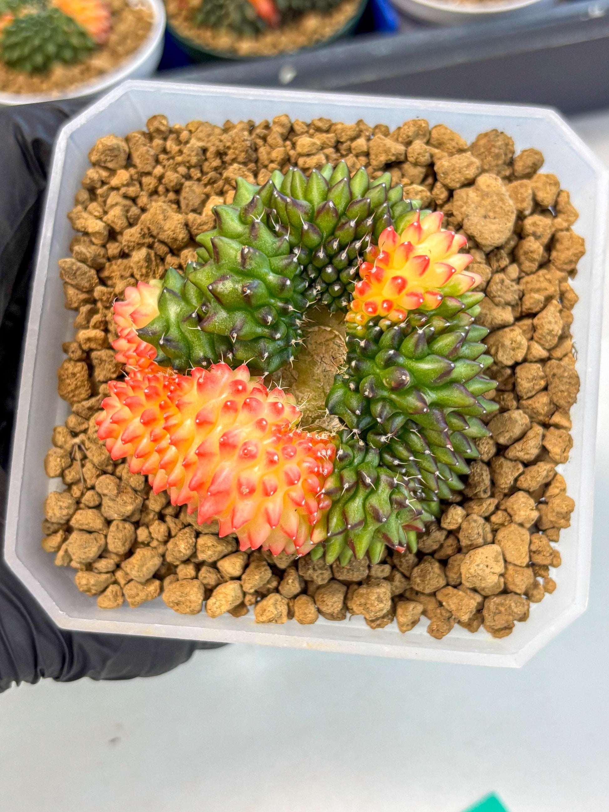 Gymnocalycium Inermis Cristata (gy9) (g) | XL Variegated Cactus