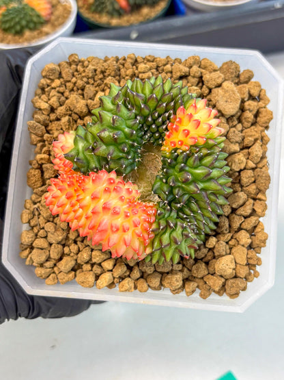 Gymnocalycium Inermis Cristata (gy9) (g) | XL Variegated Cactus