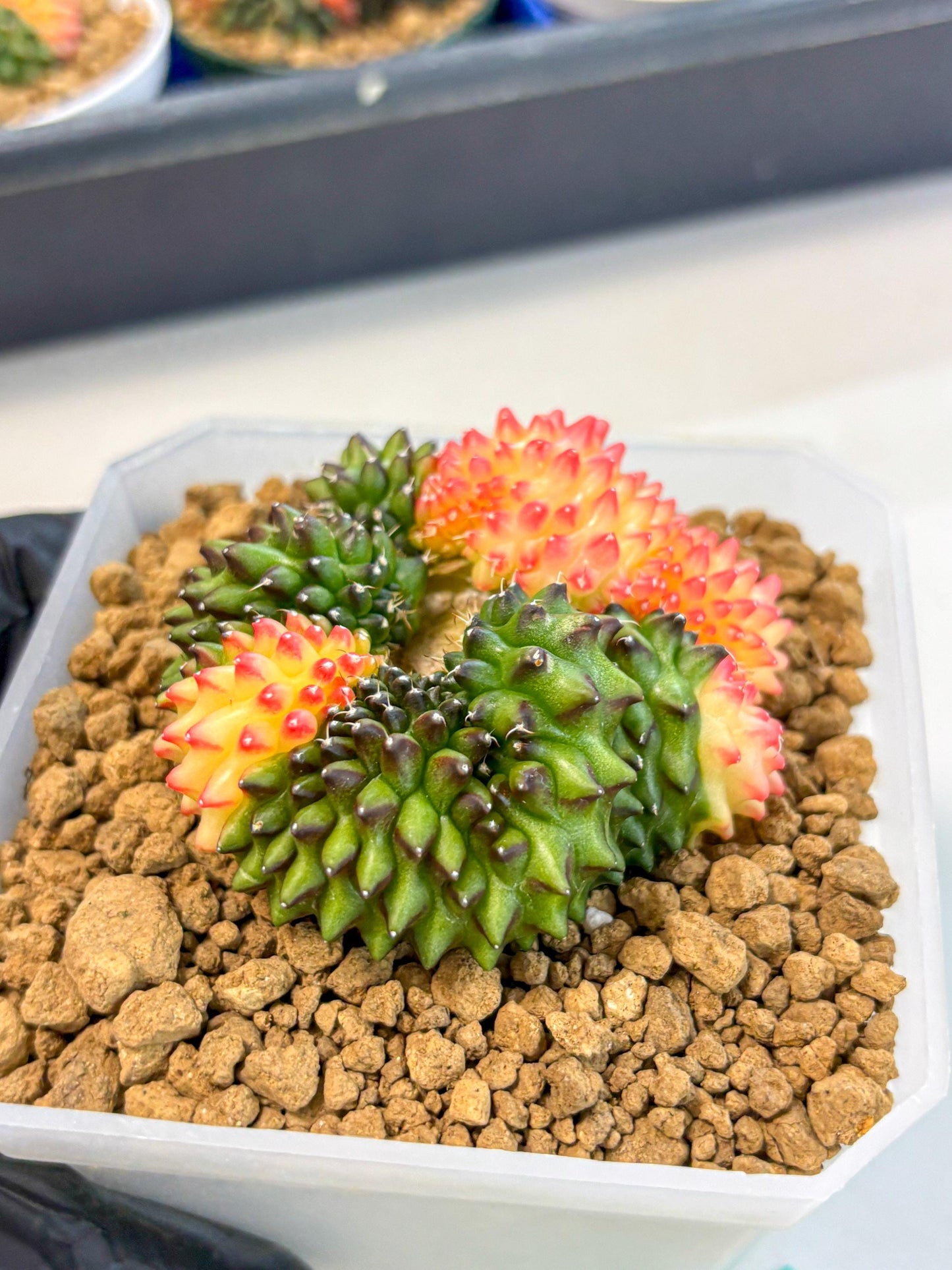 Gymnocalycium Inermis Cristata (gy9) (g) | XL Variegated Cactus