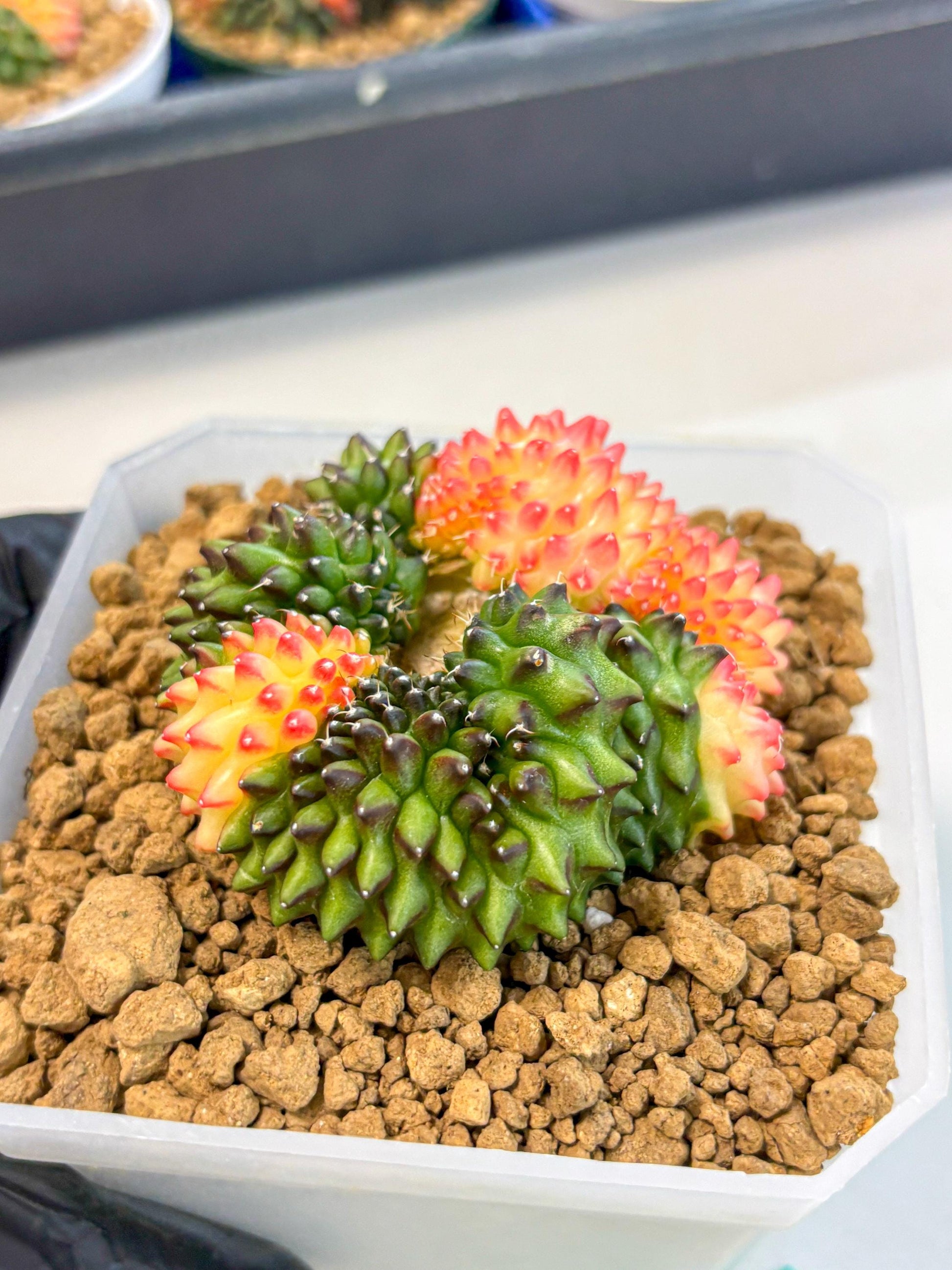 Gymnocalycium Inermis Cristata (gy9) (g) | XL Variegated Cactus