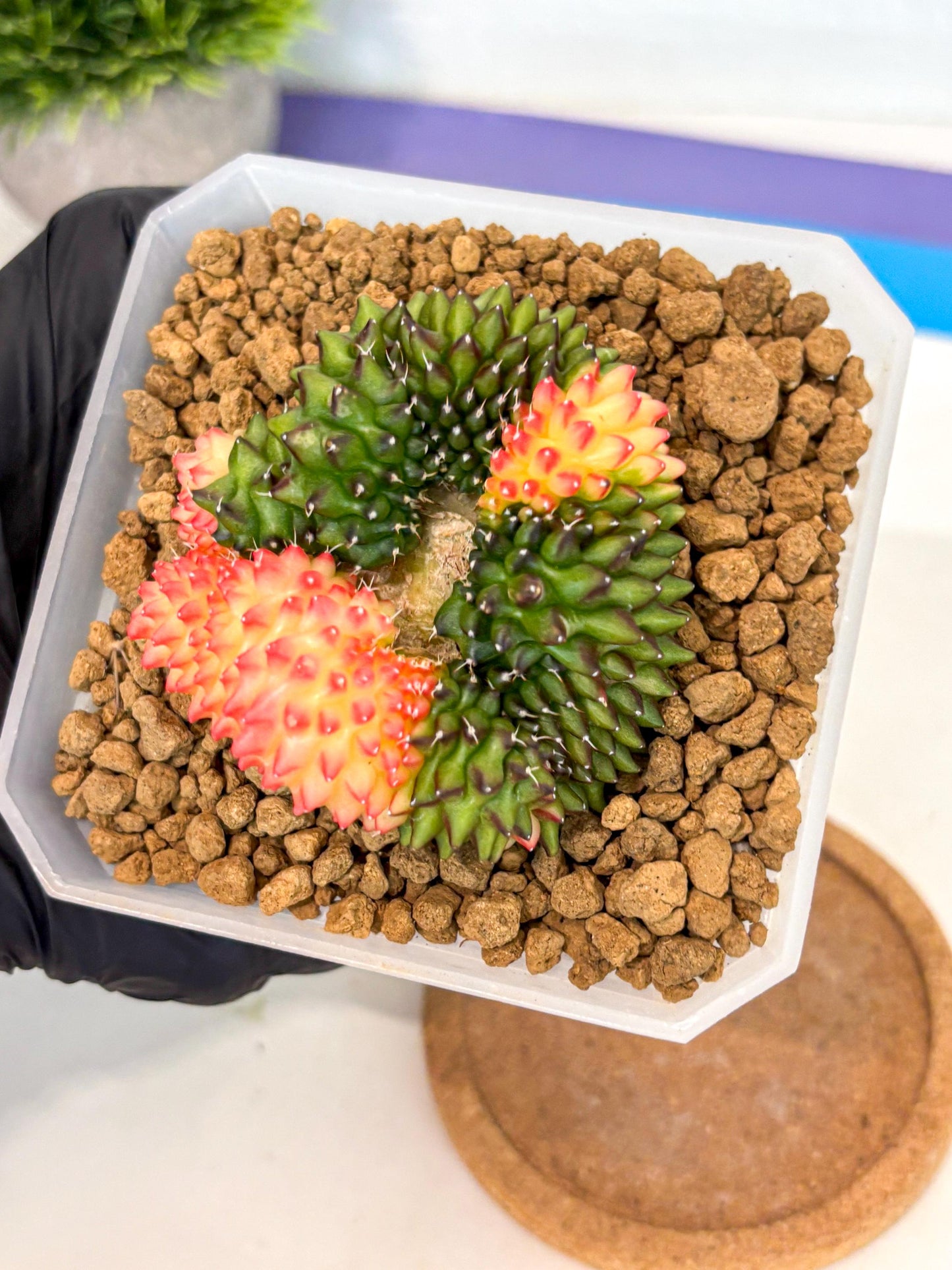 Gymnocalycium Inermis Cristata (gy9) (g) | XL Variegated Cactus
