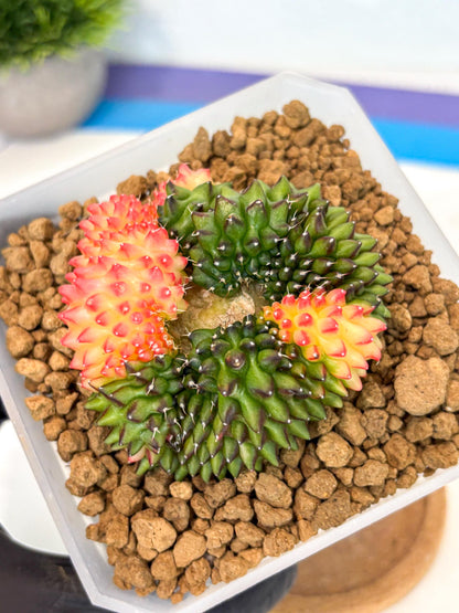 Gymnocalycium Inermis Cristata (gy9) (g) | XL Variegated Cactus