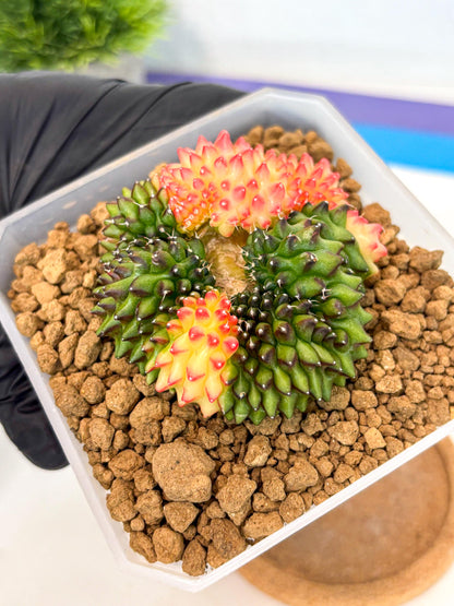 Gymnocalycium Inermis Cristata (gy9) (g) | XL Variegated Cactus