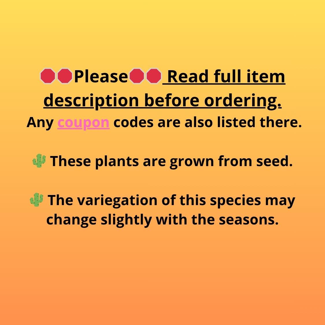 Gymnocalycium T-Rex (gy10) (g1) | Variegated Cactus