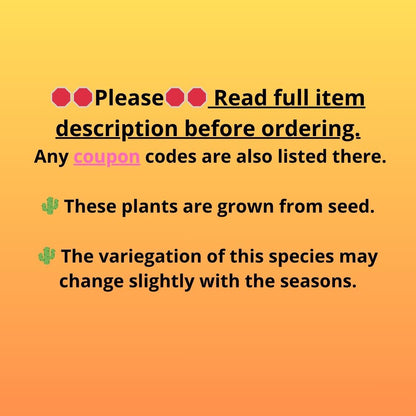 Gymnocalycium T-Rex (gy10) (g1) | Variegated Cactus