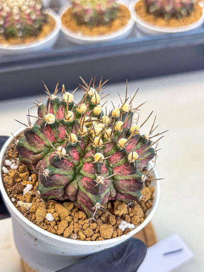 Gymnocalycium T-Rex (gy10) (g1) | Variegated Cactus