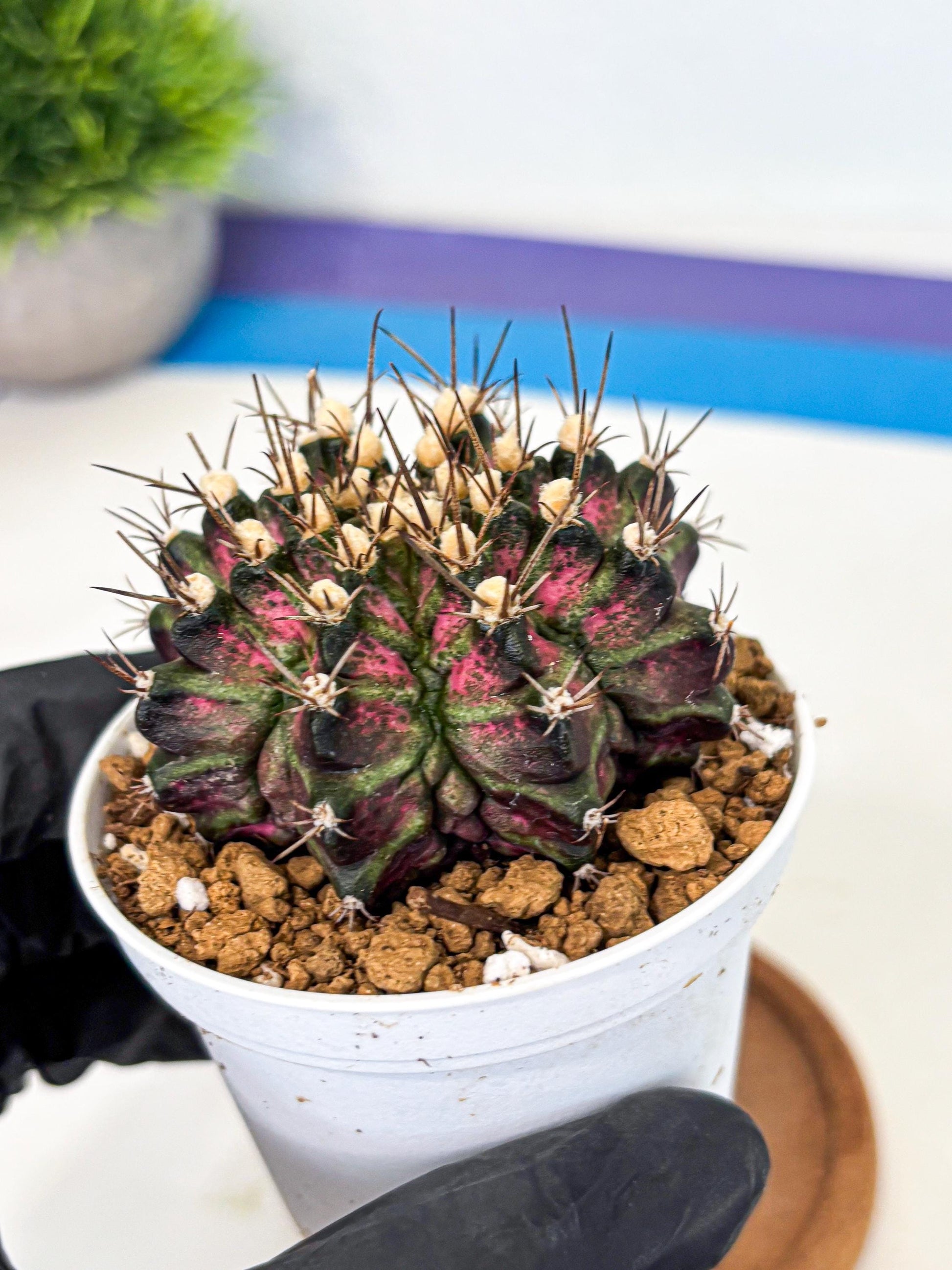 Gymnocalycium T-Rex (gy10) (g1) | Variegated Cactus