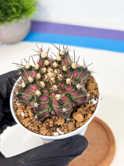 Gymnocalycium T-Rex (gy10) (g1) | Variegated Cactus