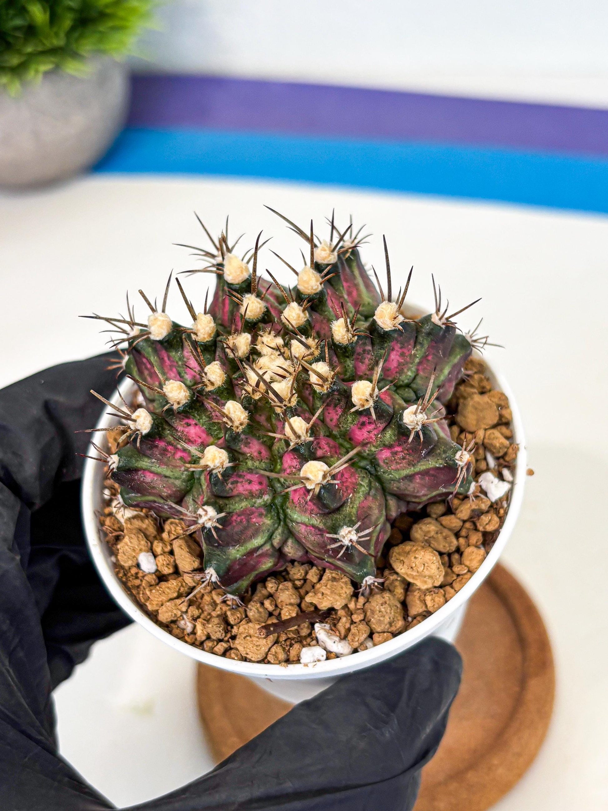 Gymnocalycium T-Rex (gy10) (g1) | Variegated Cactus