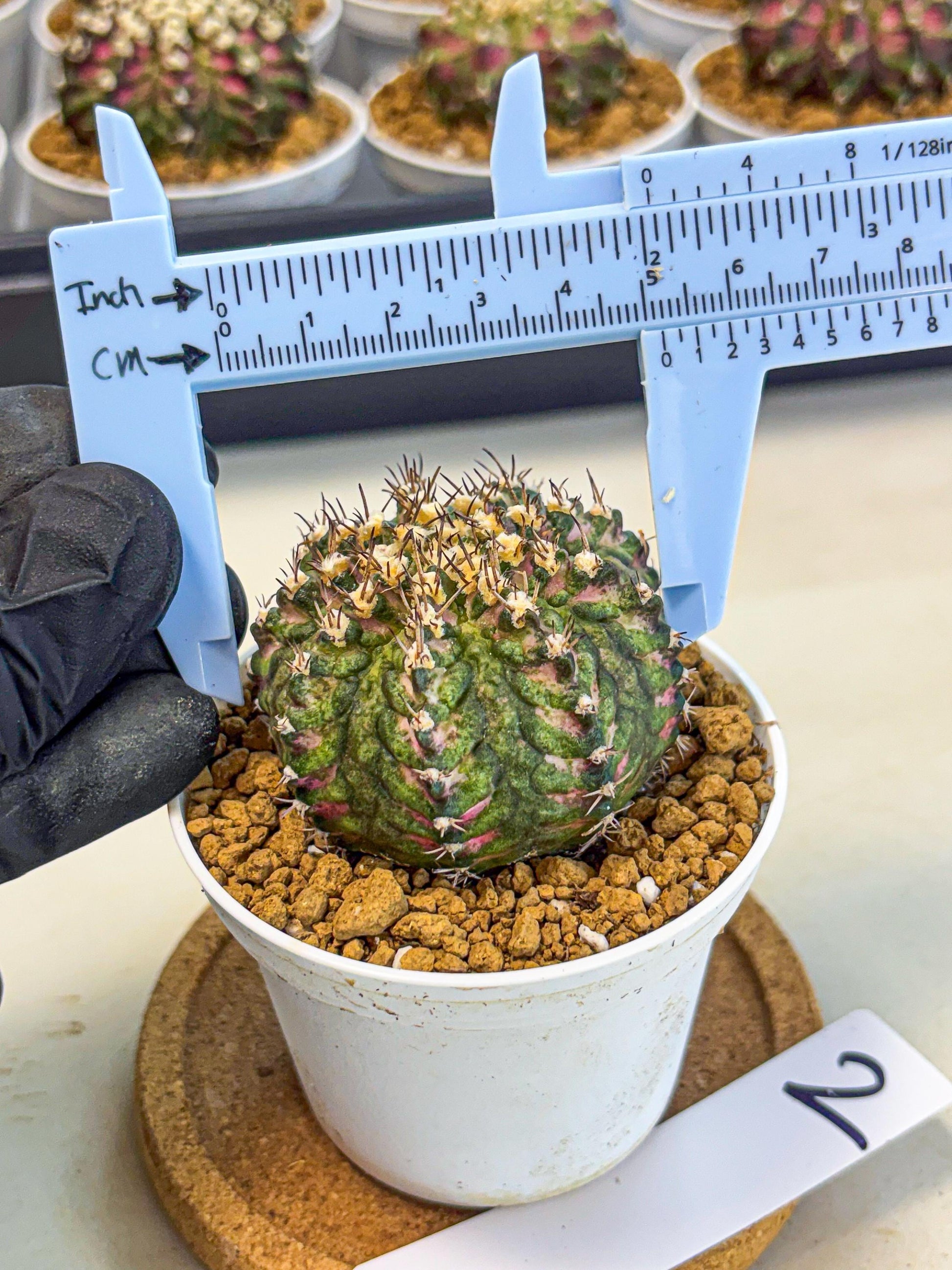 Gymnocalycium T-Rex (gy10) (g2) | Variegated Cactus