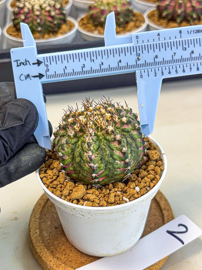 Gymnocalycium T-Rex (gy10) (g2) | Variegated Cactus