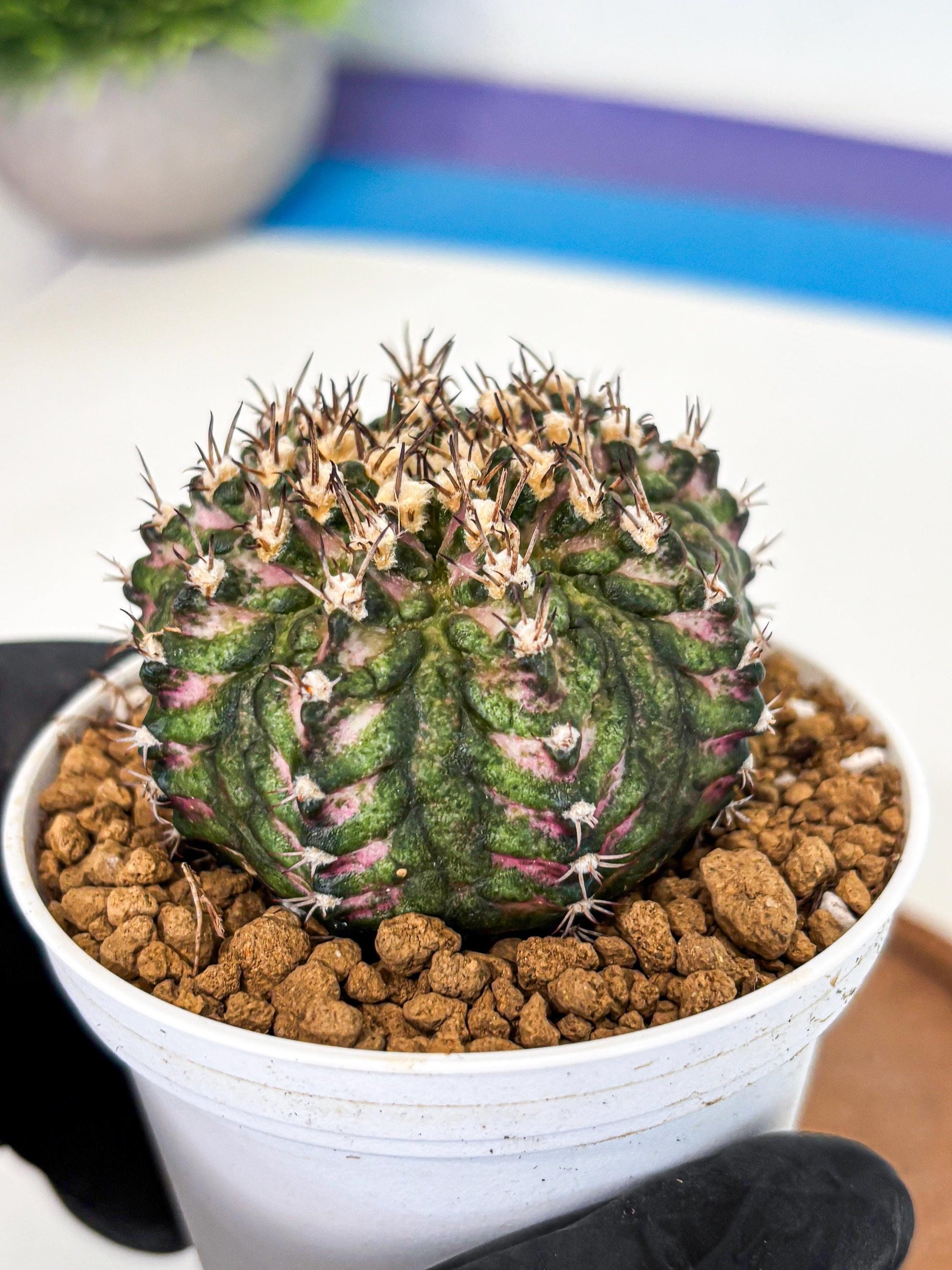 Gymnocalycium T-Rex (gy10) (g2) | Variegated Cactus