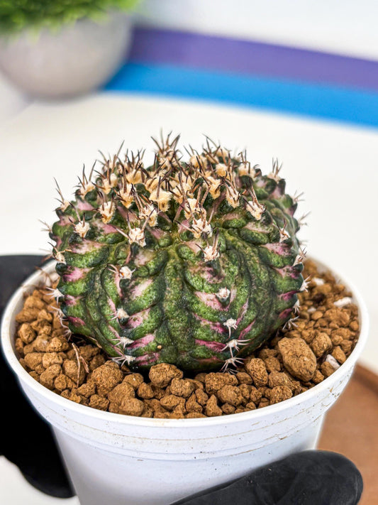 Gymnocalycium T-Rex (gy10) (g2) | Variegated Cactus