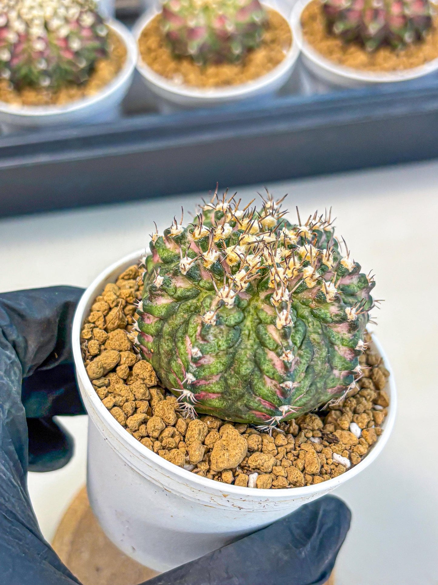 Gymnocalycium T-Rex (gy10) (g2) | Variegated Cactus