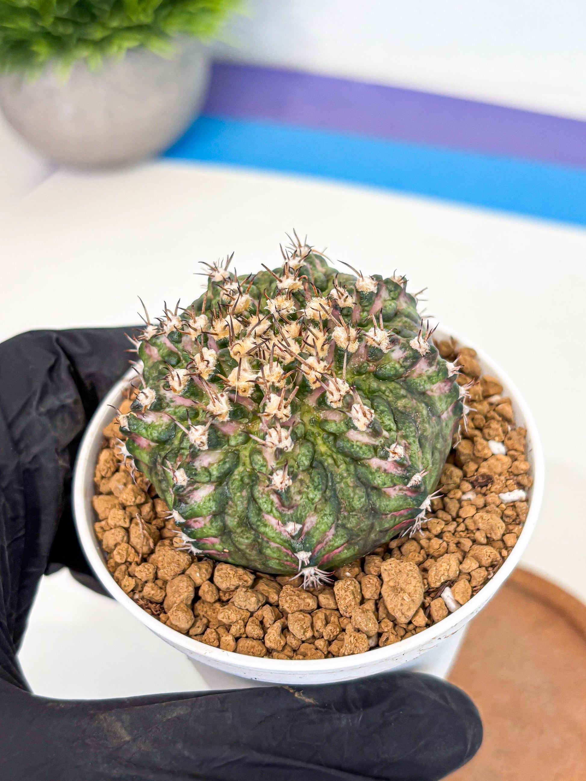 Gymnocalycium T-Rex (gy10) (g2) | Variegated Cactus