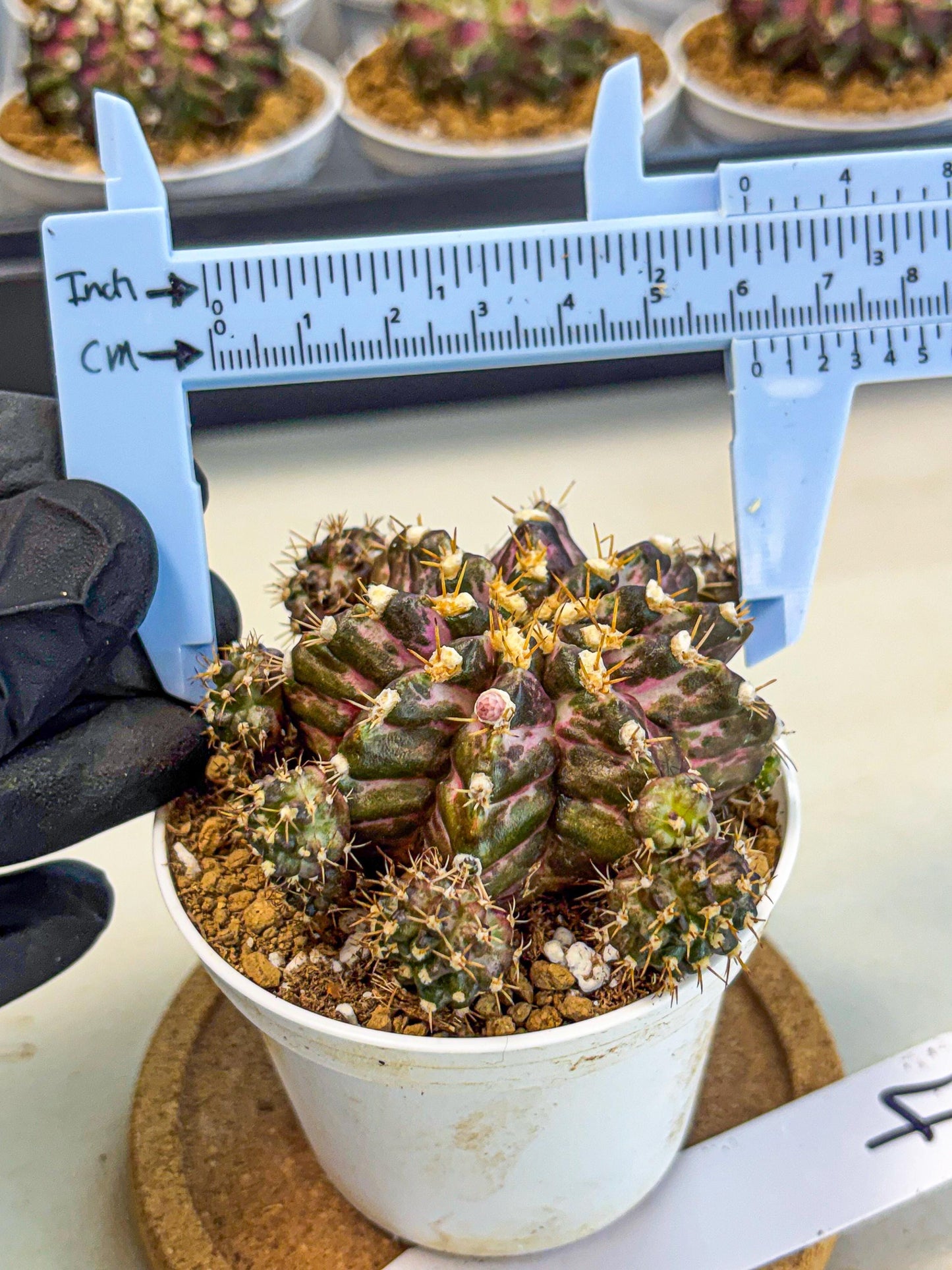 Gymnocalycium T-Rex (gy10) (g4) | Variegated Cactus