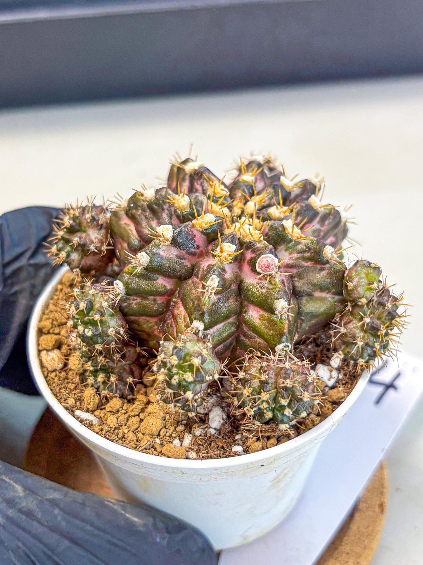 Gymnocalycium T-Rex (gy10) (g4) | Variegated Cactus