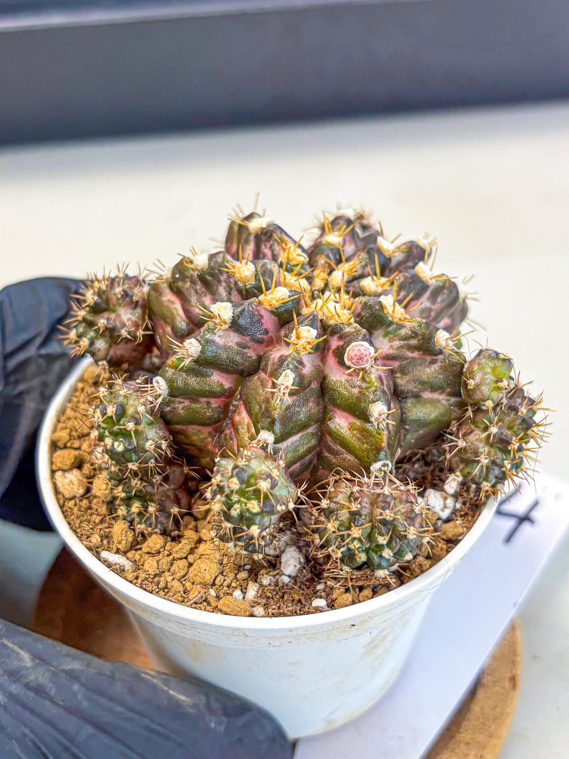 Gymnocalycium T-Rex (gy10) (g4) | Variegated Cactus