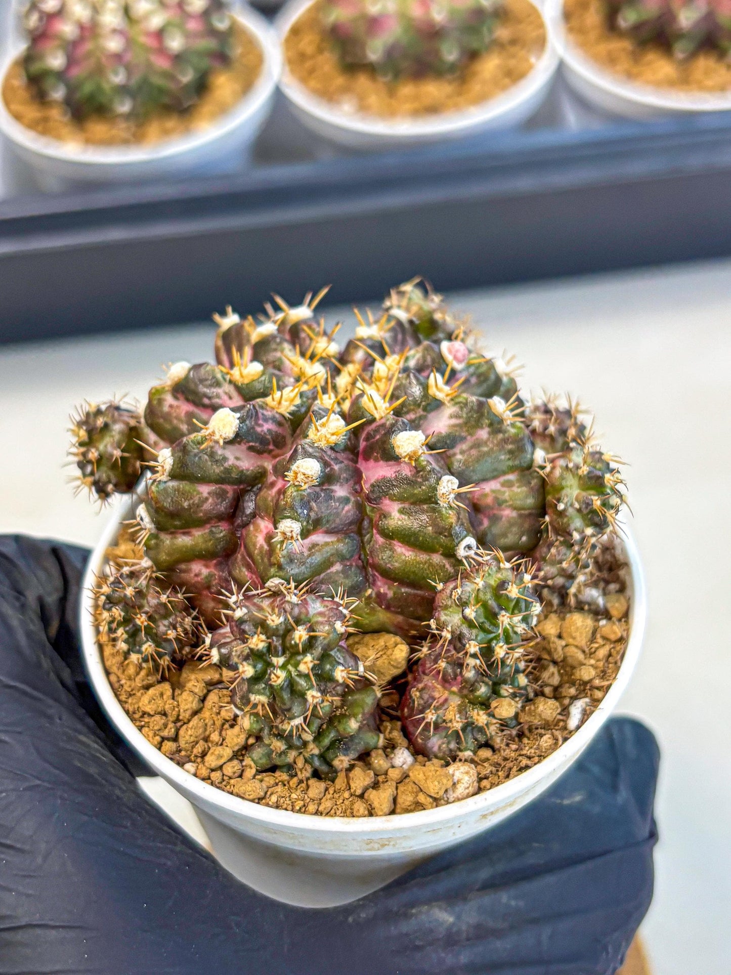 Gymnocalycium T-Rex (gy10) (g4) | Variegated Cactus