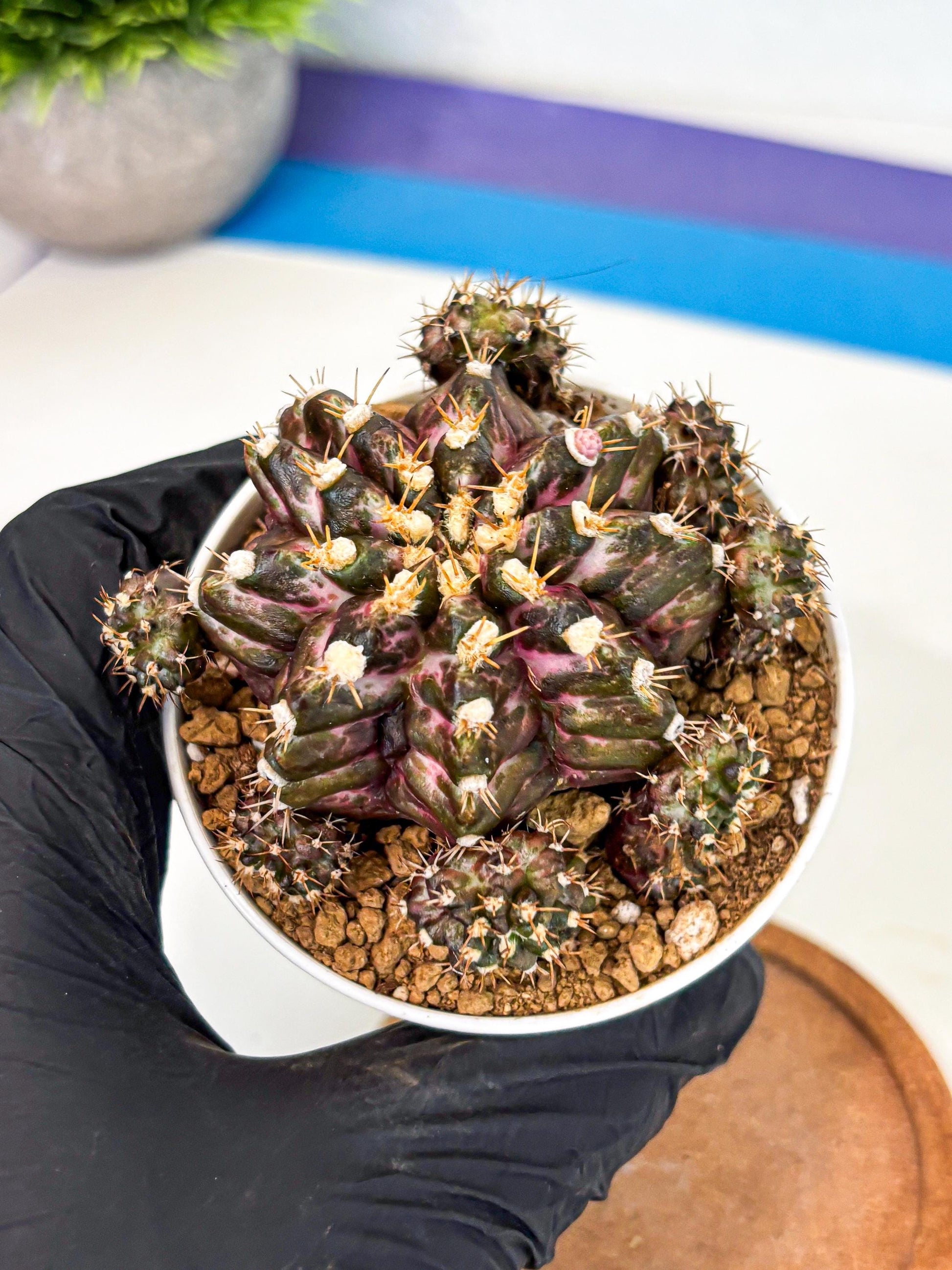 Gymnocalycium T-Rex (gy10) (g4) | Variegated Cactus